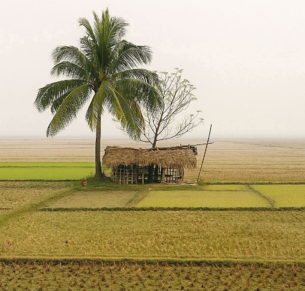 বিশুদ্ধ বাতাস ও খোলা মাঠ গ্রাম বাংলার সুন্দর মনোমুগ্ধকর পরিবেশের দৃশ্য।