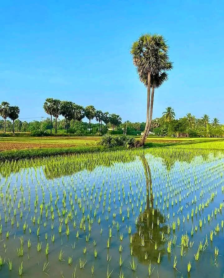 গ্রাম বাংলা ধান খেতের সুন্দর দৃশ্য।
মনে হয় যেনো শিল্পীর তুলিতে আঁকা ছবি।