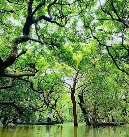 রাতারগুলের ঘন অরণ্য মুগ্ধ করে সবসময়।❤️