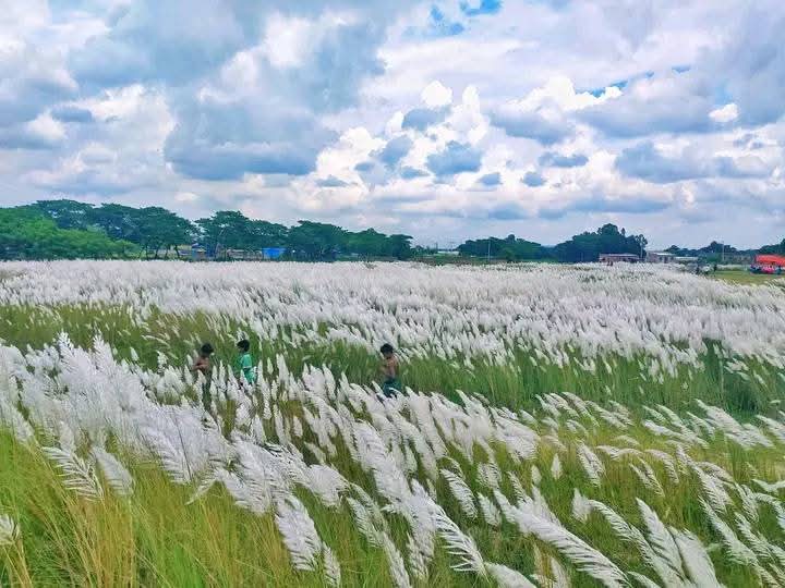 কাশফুলের রাজ্যে দুরন্ত শৈশব।