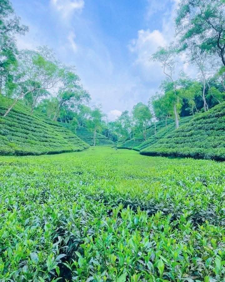সিলেট মানেই চা বাগানের এমন অবিরাম মুগ্ধতা।❤️