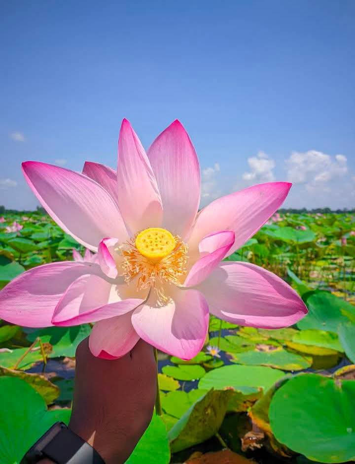 পদ্ম বিল, বনগ্রাম- বলাকইড় গোপালগঞ্জ সদর, বাংলাদেশ।