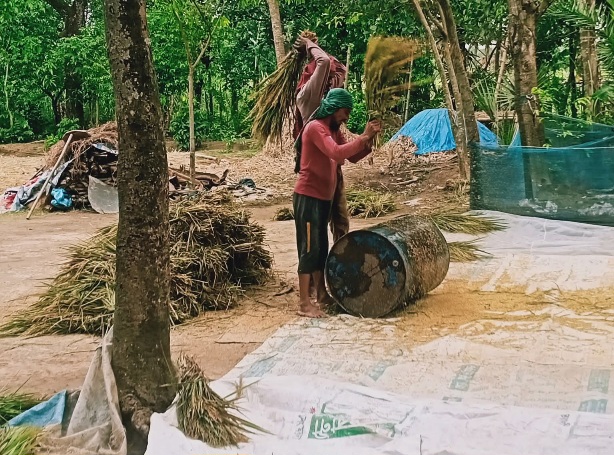 কৃষকের ধান মাড়াই দেওয়ার সুন্দন দৃশ্য।🌾