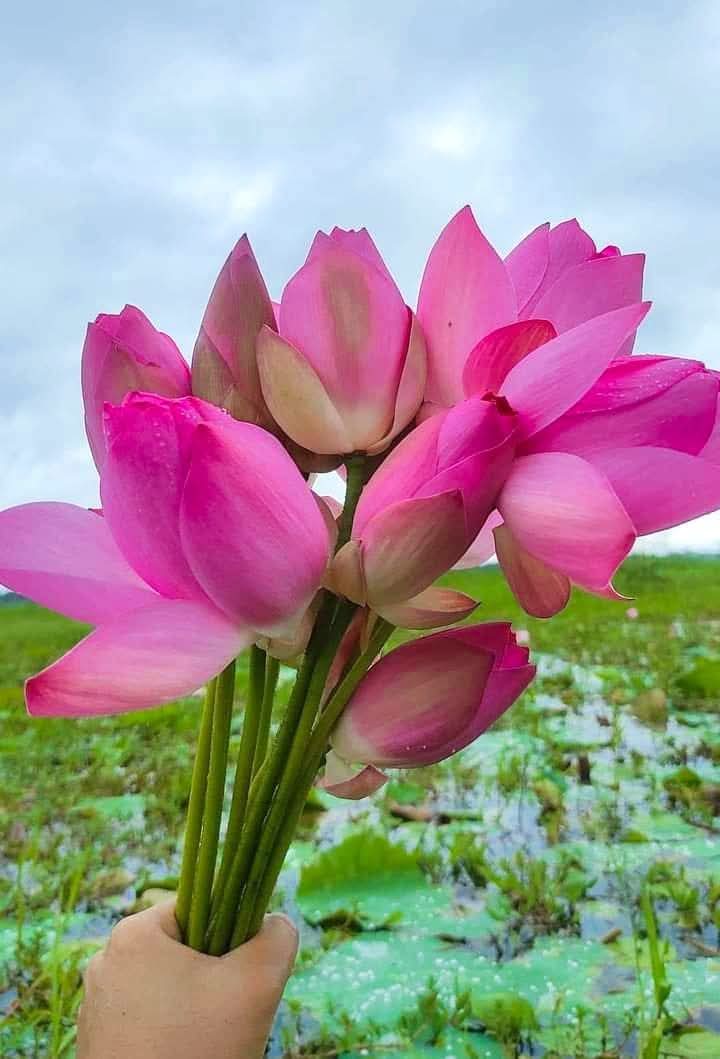 পদ্মফুল, বনগ্রাম- বলাকইড়, গোপালগঞ্জ সদর, বাংলাদেশ।