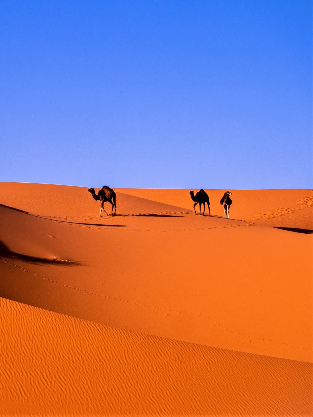 Sahara Desert in Morocco.