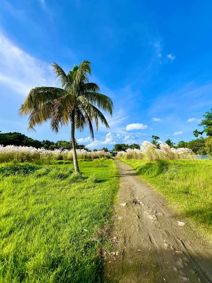 শরৎ এর সাদা কাশফুলের ছোয়া।