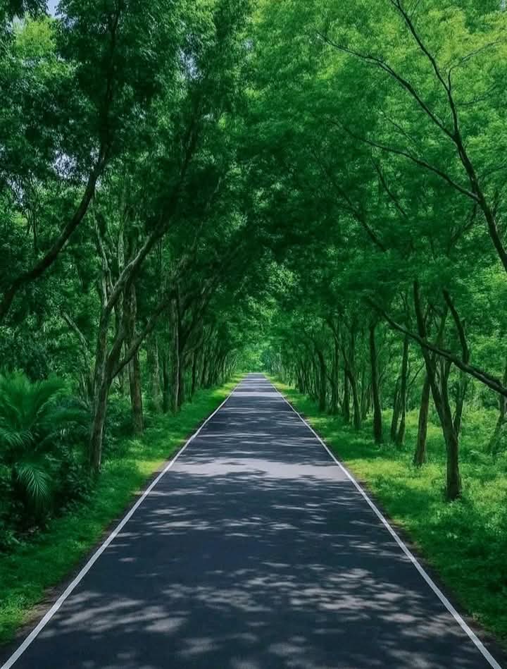 কুষ্টিয়ার কুমারখালীতে এই রাস্তাটি দেখে মুগ্ধ হয় না, এমন মানুষ খুঁজে পাওয়া মুশকিল।❤️