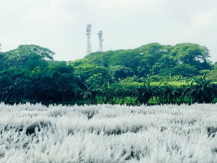 কাশফুলের সুন্দর মনোমুগ্ধকর পরিবেশের দৃশ্য।