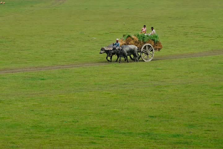 গ্রামীণ পথে মহিষের গাড়ি দিয়ে মালামাল নিয়ে যাওয়ার সুন্দর দৃশ্য।