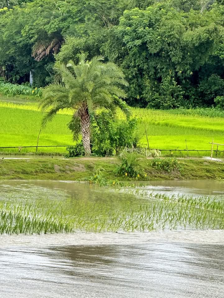 লঞ্চ থেকে দেখা  মেঠোপথ।
আলগী নদীর তীরে।
