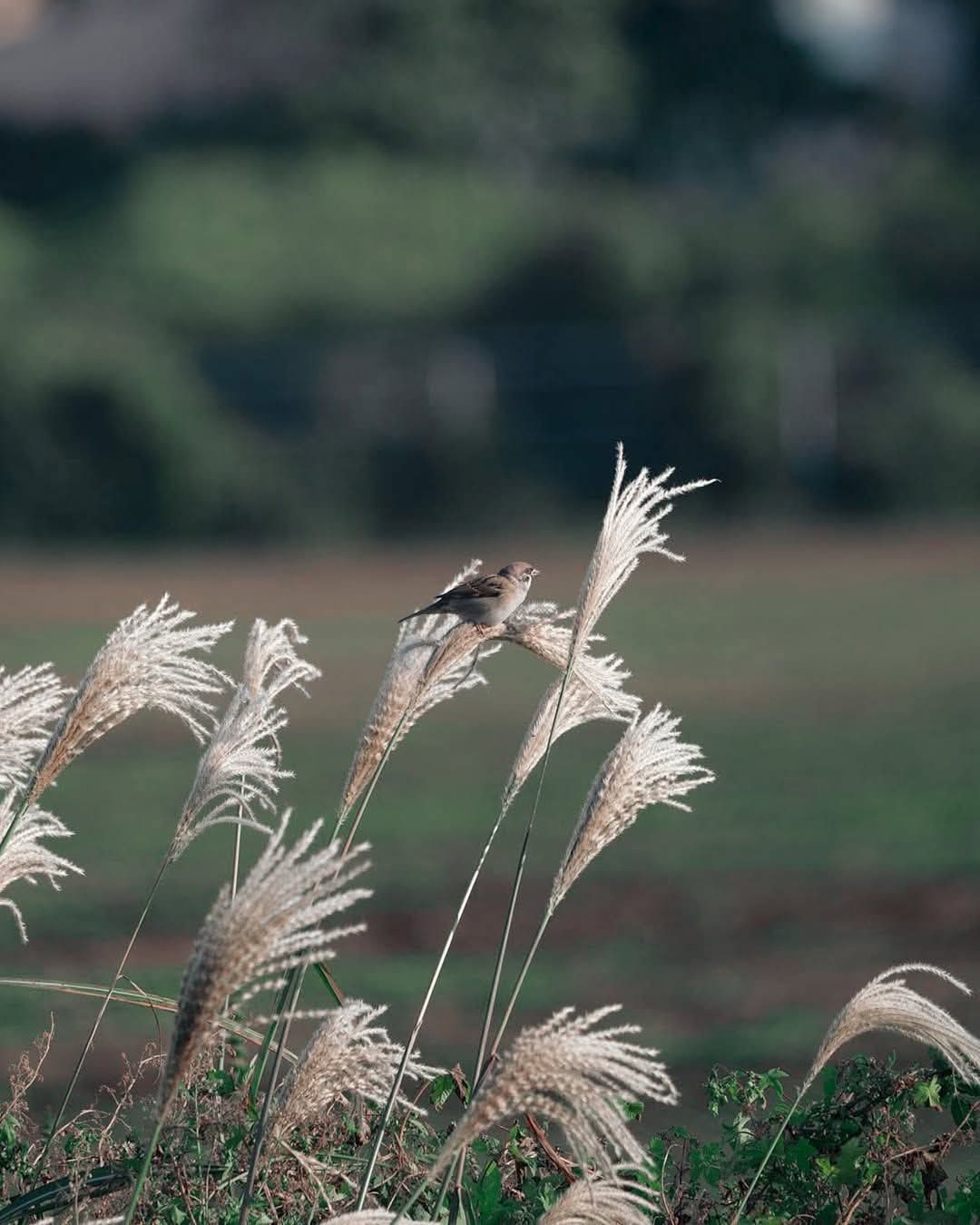 হইলে পাখি হইয়ো!🕊️
সারাদিন উড়ে বেড়ালেও পথ হারাবে না!  
দিনশেষে ঠিক নিড়ে ফিরবে!💙