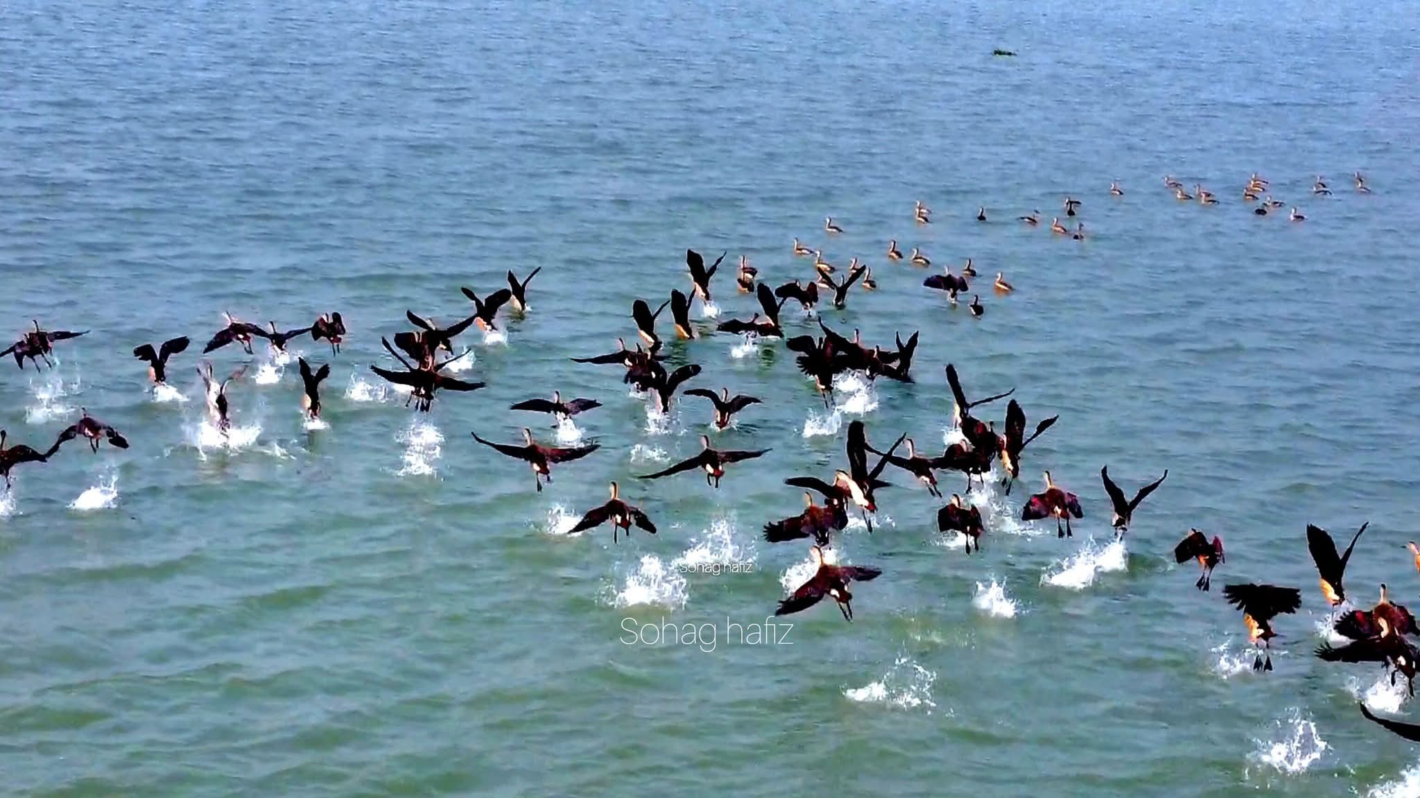 শীতের আগমনী বার্তা নিয়ে হাজির হচ্ছে অতিথি পাখি! বিষখালি নদী, বাংলাদেশ।