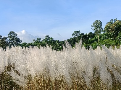 কাশফুলের সুন্দর মনোমুগ্ধকর পরিবেশের দৃশ্য।