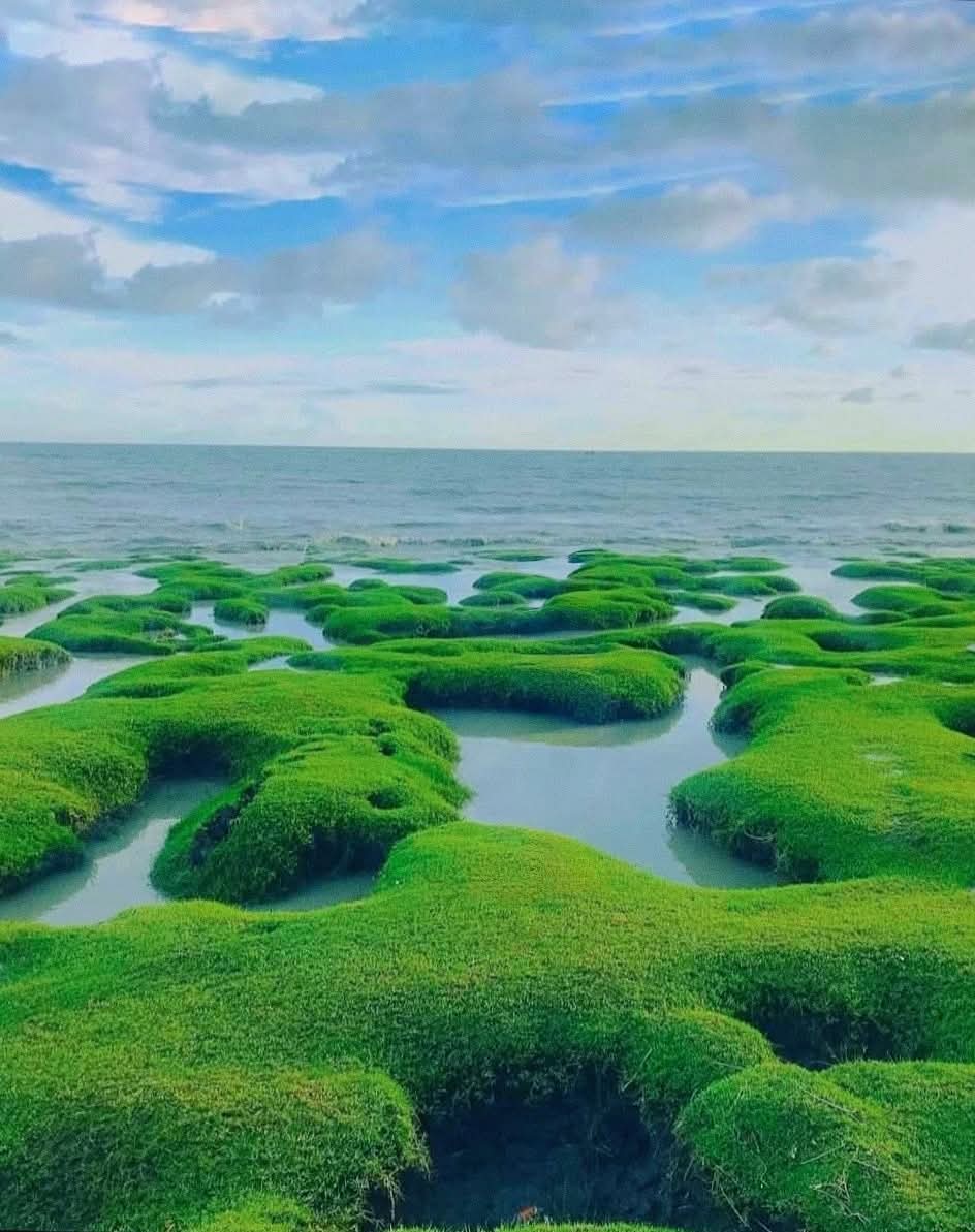 বাংলাদেশের একমাত্র সবুজ সমুদ্রসৈকত হলো সীতাকুণ্ড গুলিয়াখালি সমুদ্রসৈকত।❤️