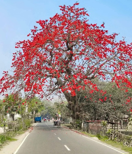 শিমুলের ছায়ায় পথ ফাগুনের কাব্য।❤️
সিরাজগঞ্জ, বাংলাদেশ।🇧🇩