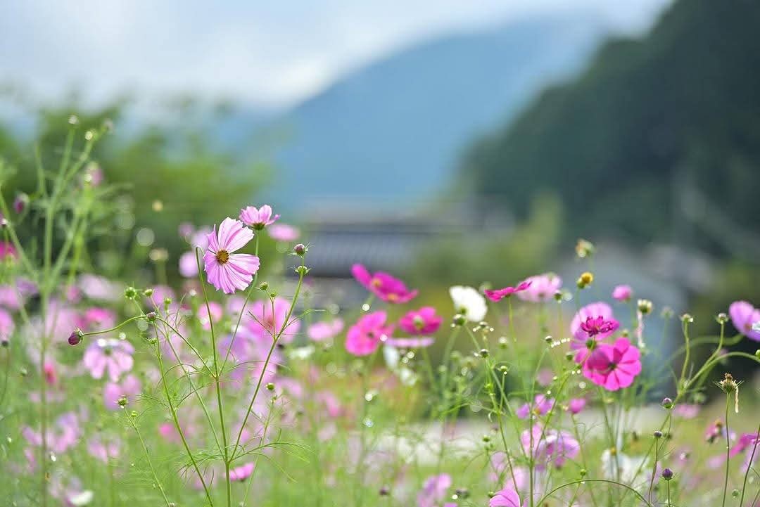 ফুল শুধু সৌন্দর্য নয়, সে এক নীরব ভাষা কোমলতার, ভালোবাসার, আর মমতার!🌸