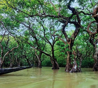 পানি থাকতে থাকতে ঘুরে আসুন বাংলার অ্যামাজন রাতারগুল সোয়াম্প ফরেস্ট।❤️