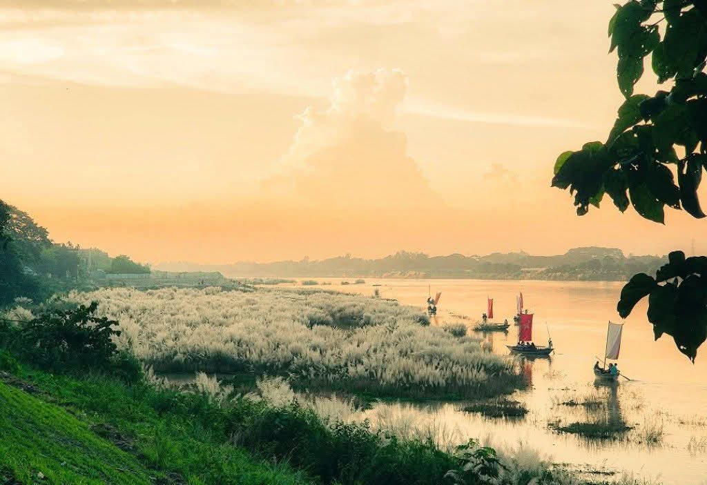 নদীর তীরে কাশফুলে সাথে পাল তোলা নৌকার সুন্দর মনোমুগ্ধকর পরিবেশের দৃশ্য।