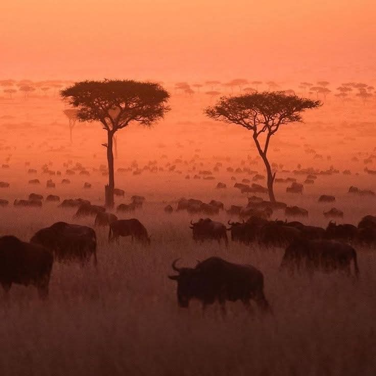 Serengeti National Park, Tanzania