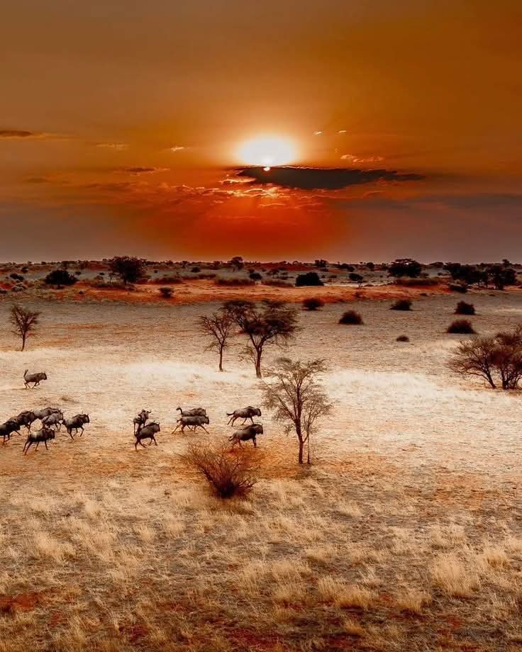 Kalahari Desert ❤️