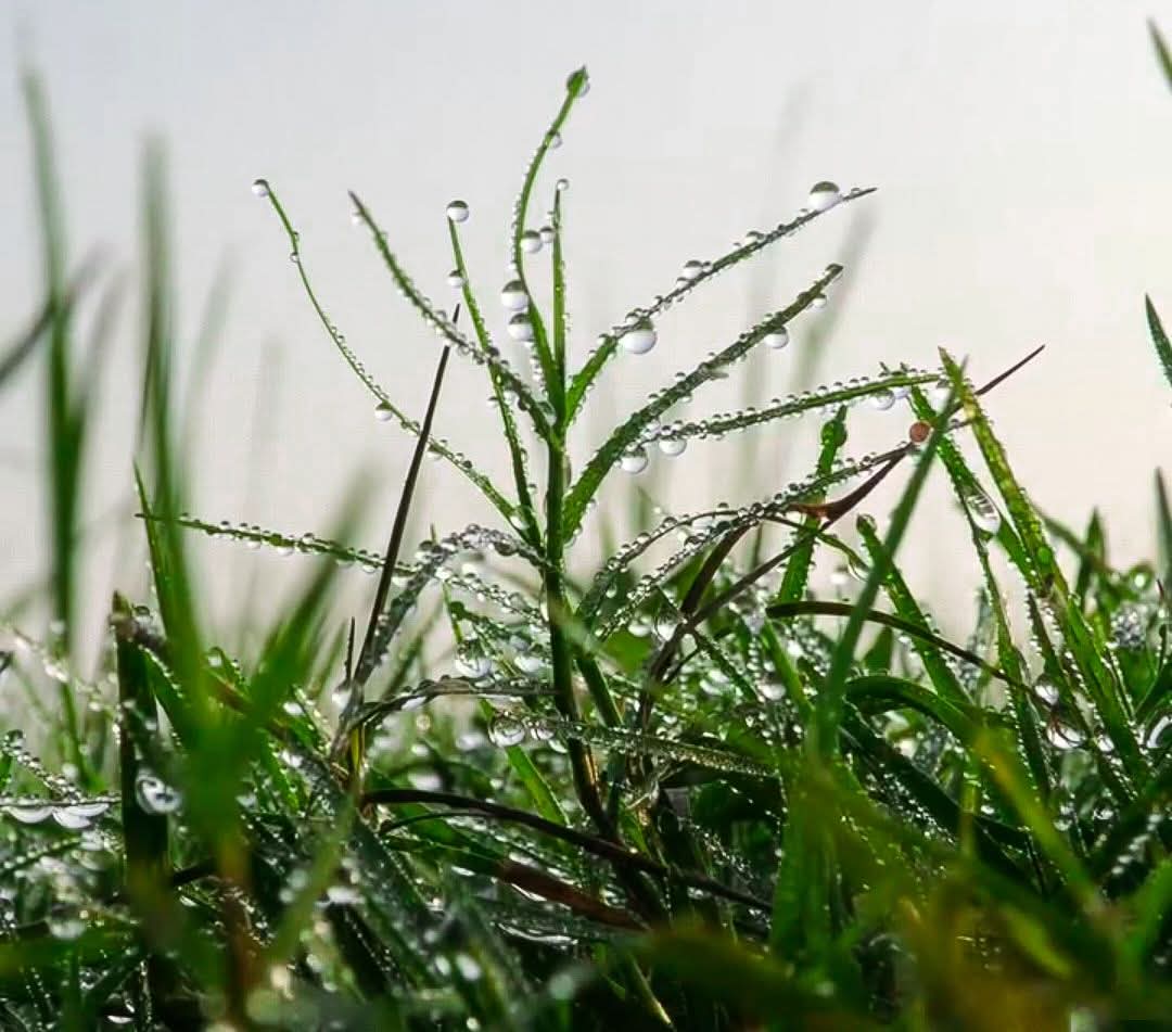 শিশিরভেজা সকাল নতুন দিনের সম্ভাবনা!
শুভ সকাল 💚