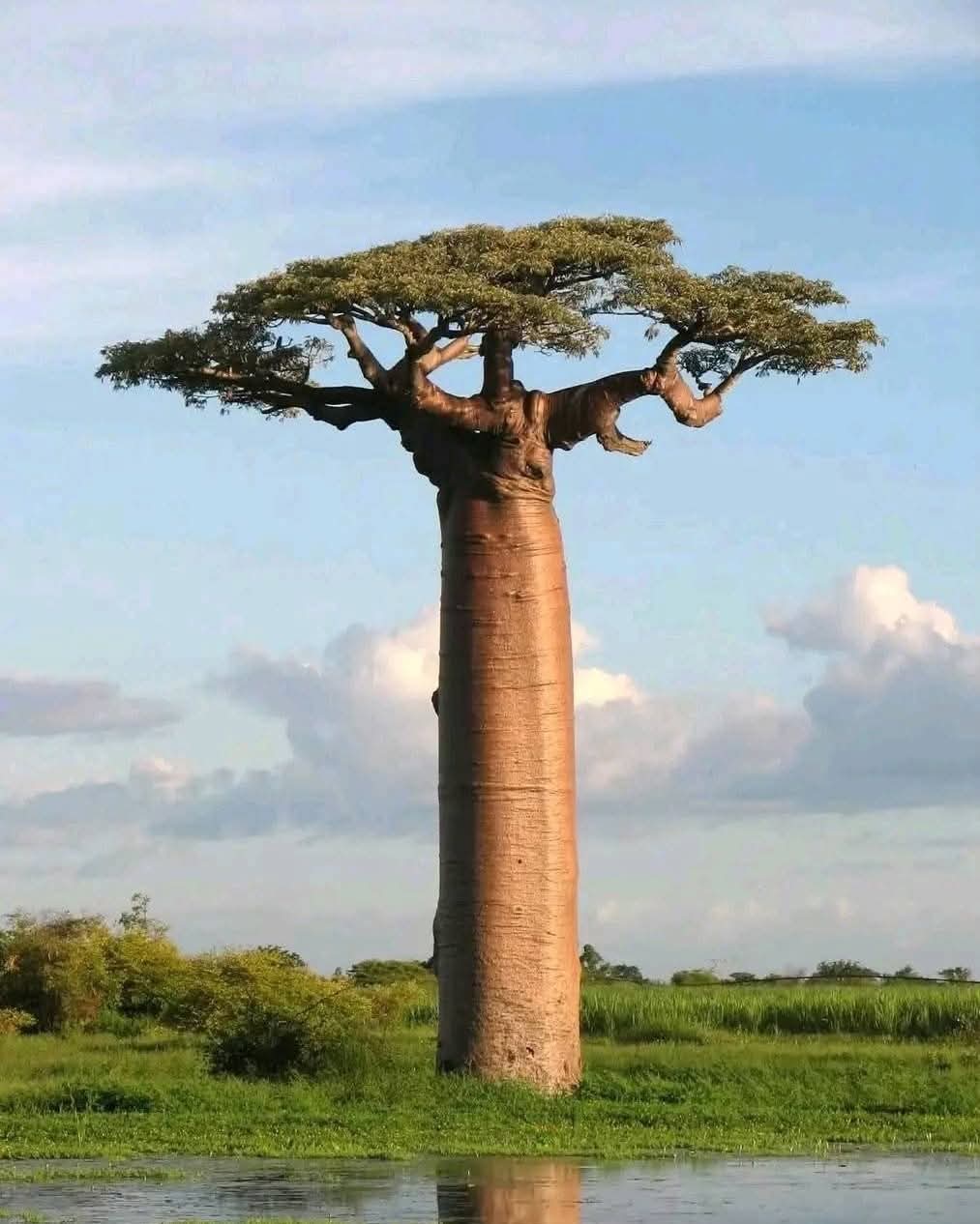 Baobab tree, Madagascar 🇲🇬