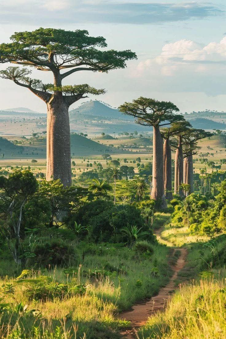 Beautiful Tree in Madagascar 🇲🇬