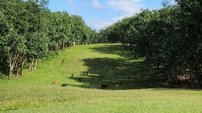 শমসেরনগর গলফ মাঠ, কমলগঞ্জ, মৌলভীবাজার, বাংলাদেশ।