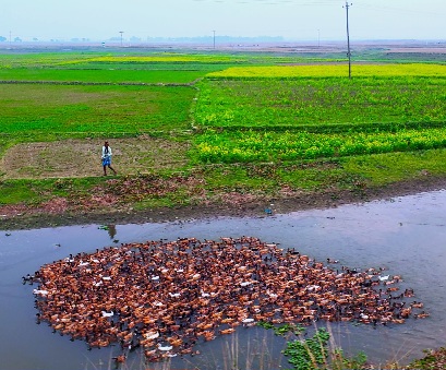 আমাদের রূপসি বাংলা!
বুড়িশ্বর, নাসিরনগর, বাংলাদেশ।