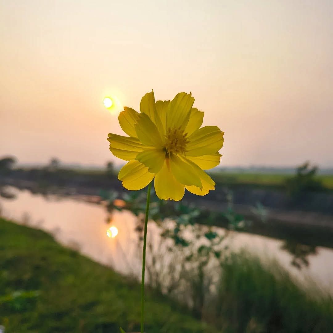জীবন হলো ফুলের মতো যন্ত নিলেই সুন্দর!🌻
