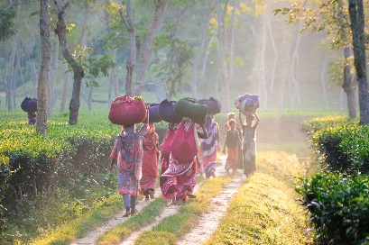 গাজীপুর চা বাগান।💚
কুলাউড়া মৌলভীবাজার, বাংলাদেশ।🇧🇩