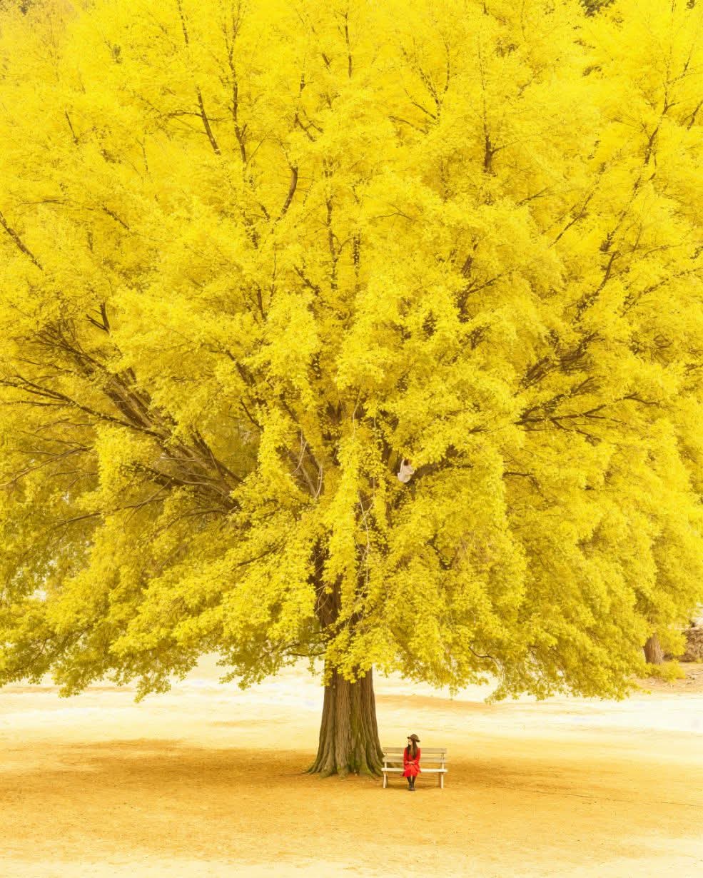 Majestic ginkgo tree in Tokyo, Japan!