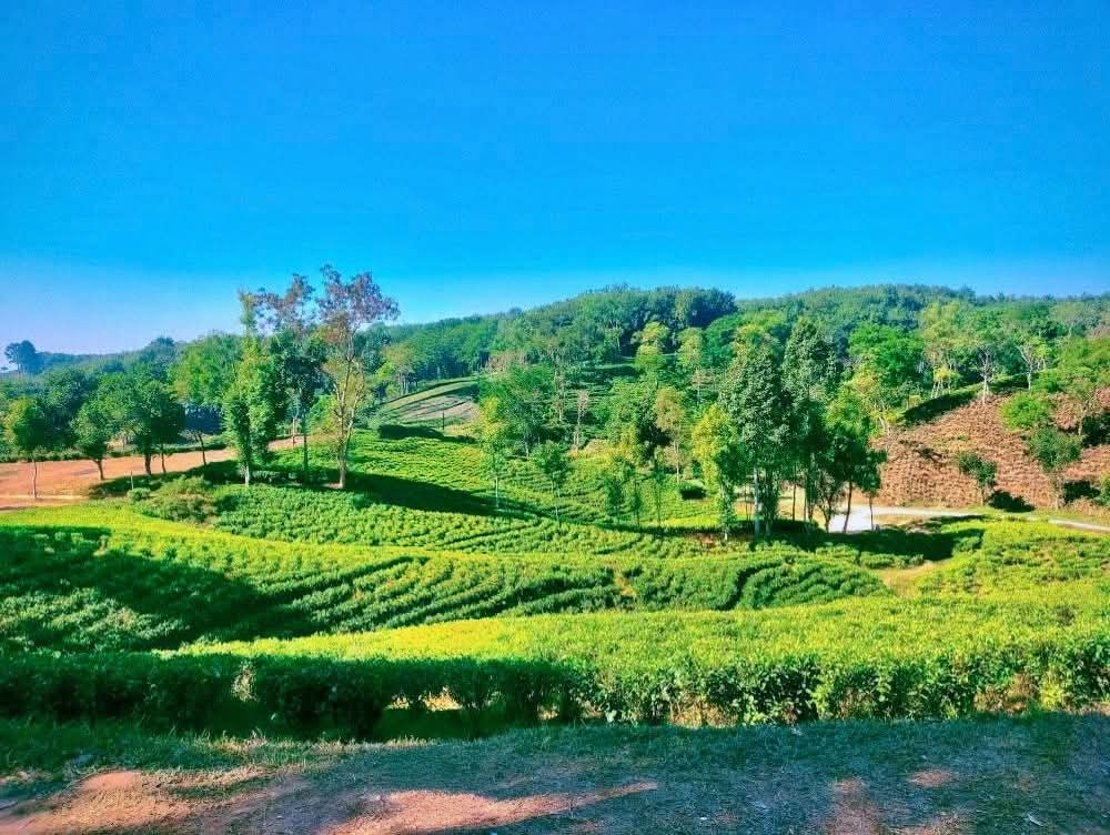 শ্রীমঙ্গলের দার্জিলিং টিলার দারুণ সৌন্দর্য।❤️