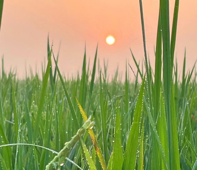 সকল বেলা ধানের শীষের উপর শিশির বিন্দু সুন্দর দৃশ্য।
