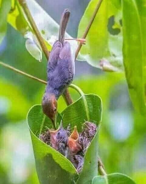 মা পাখি তার বাচ্চাদের খাবার খাওয়াচ্ছে।🥰