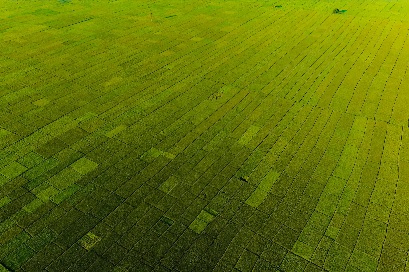 নকশিকাঁথার মাঠ কৃষকের ফসলের মাঠ।