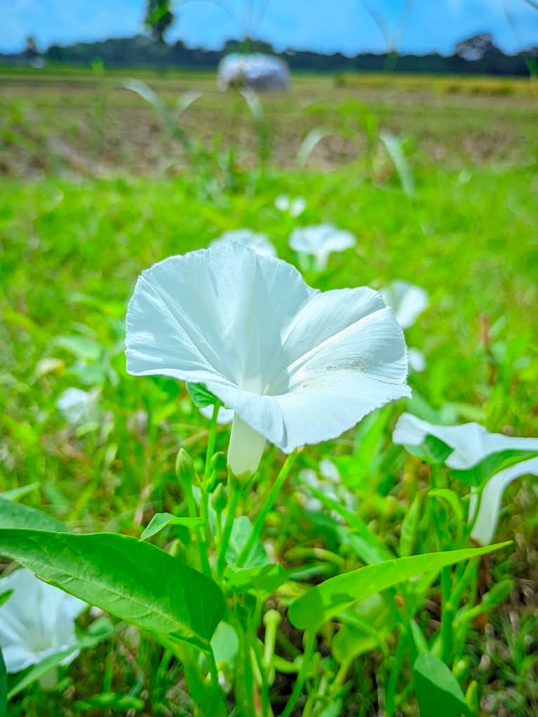🌿 সাদা কলমি'র সাদামাটার সৌন্দর্য 🌼
নদীর ধারে নীরবে ফুটে থাকা এই ফুলটা শেখায় শান্তিই আসল সৌন্দর্য। 💫
#সাদা_কলমি #প্রকৃতি_প্রেম #বাংলার_সৌন্দর্য 