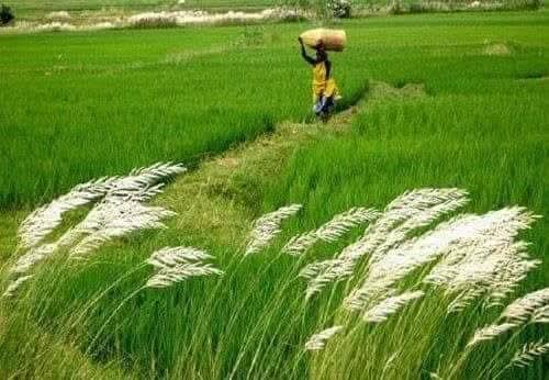 প্রকৃতি নিজেকে রানীর মতো সাজিয়ে তোলে তার সবুজ সমারোহ দিয়ে, আর এই সৌন্দর্যের চিত্র সবচেয়ে মনোমুগ্ধকর দেখা যায় গ্রাম বাংলায়।