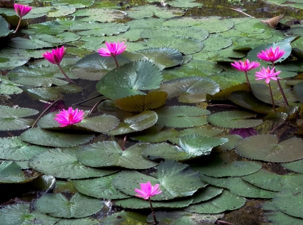 বিলের মধ্যে ফুটন্ত লাল শাপলা।