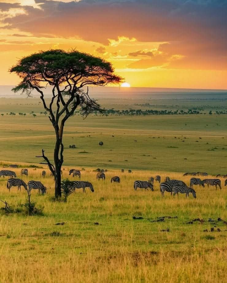 Kafue National Park, Zambia 🇿🇲