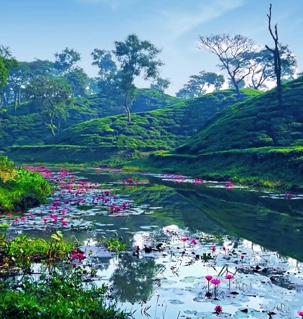 জল, সবুজ, আর শাপলার মেলা!
প্রকৃতির সেরা শিল্পকর্ম।