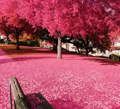 🌸 Cherry blossom paradise in Washington DC, USA!