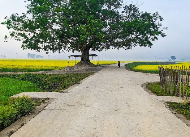 সরিষা ফুলের পথ। সরিষা ক্ষেতের সুন্দর দৃশ্য। সিরাজগঞ্জের সুন্দর দৃশ্য। বাংলাদেশের সুন্দর দৃশ্য। উল্লাপাড়া, সিরাজগঞ্জ, বাংলাদেশ।🇧🇩