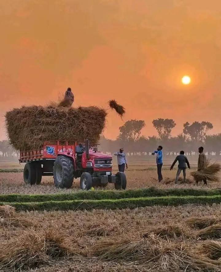 উত্তরবঙ্গের জনগণ শীতের বিকেলে ধান গোছানোই ব্যস্ত।।🙃💯🤦‍♀️