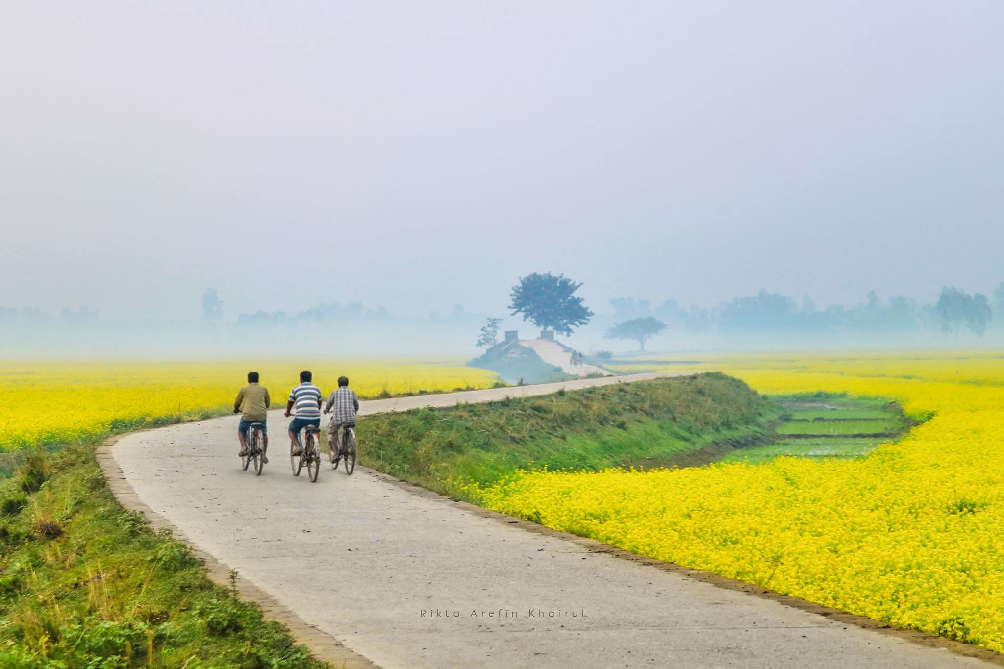 রূপসী বাংলার পথে হলুদ গালিচা।💛
উল্লাপাড়া, সিরাজগঞ্জ, বাংলাদেশ।🇧🇩