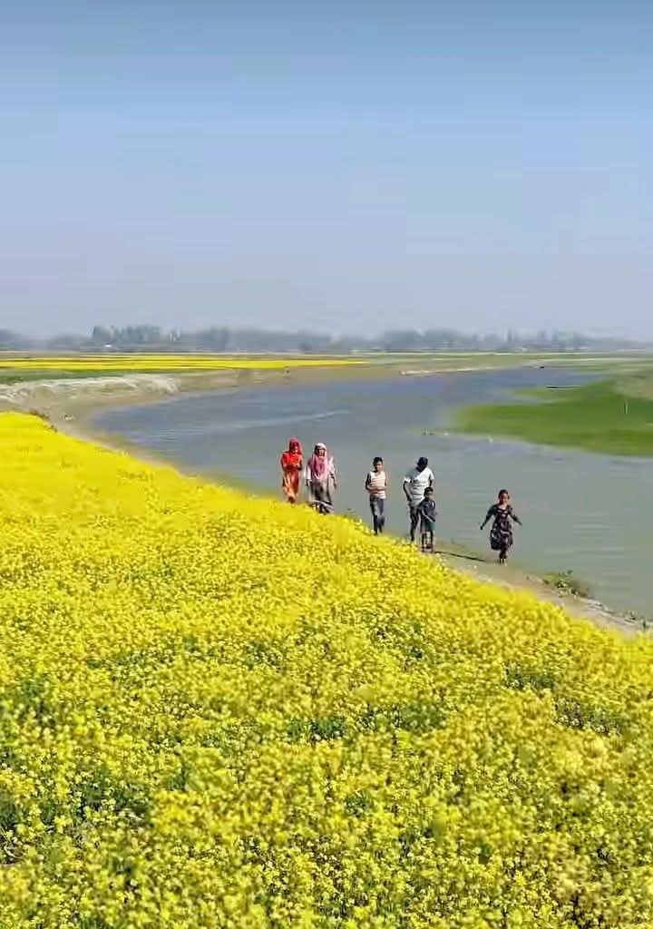 গ্রাম বাংলায় এখন সরিষা ফুলের সমারোহ। সরিষা ফুলের সুন্দর ছবি। গ্রাম বাংলার সুন্দর দৃশ্য।