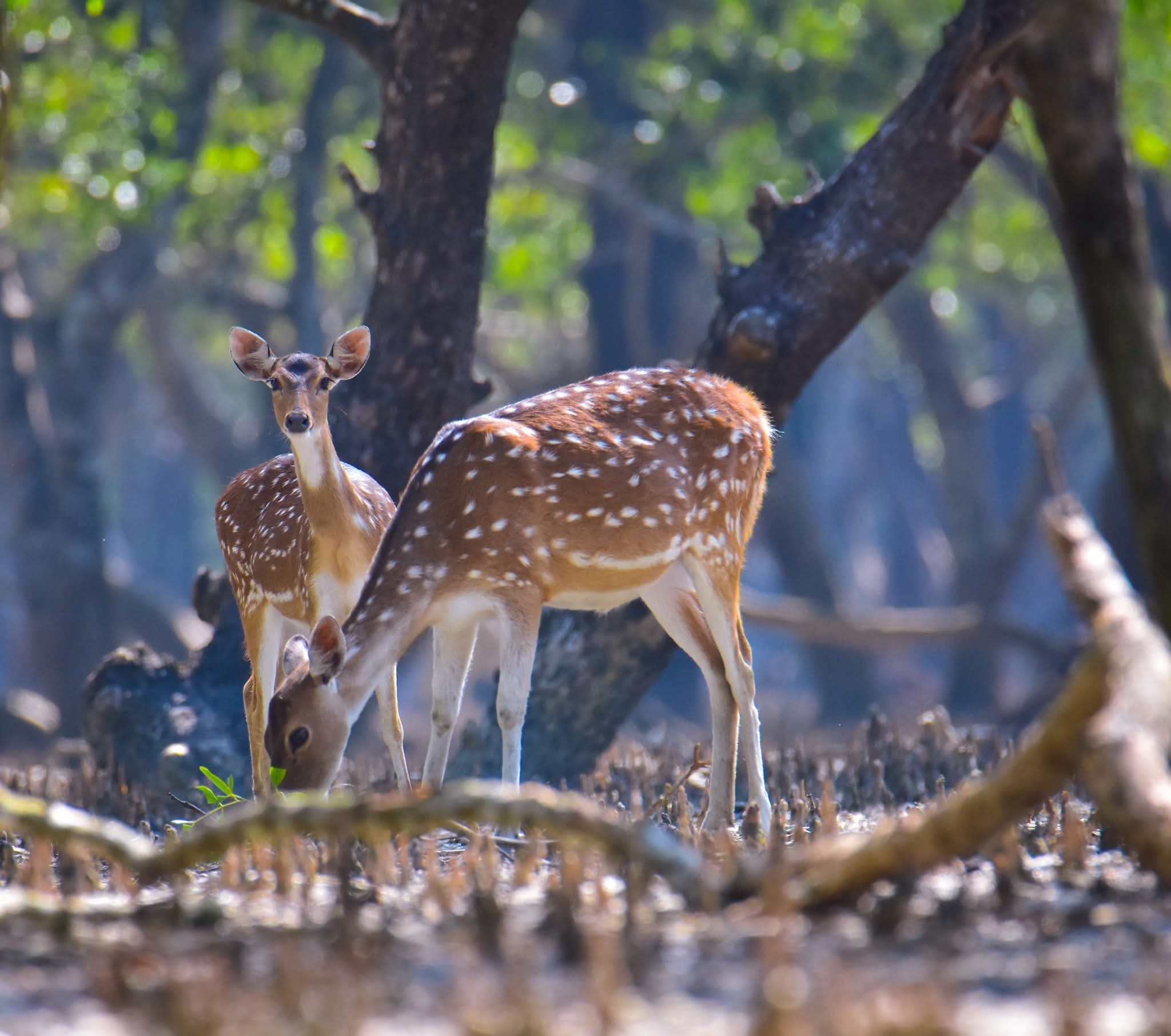 সুন্দর বনের চিত্রা হরিণ।🦌