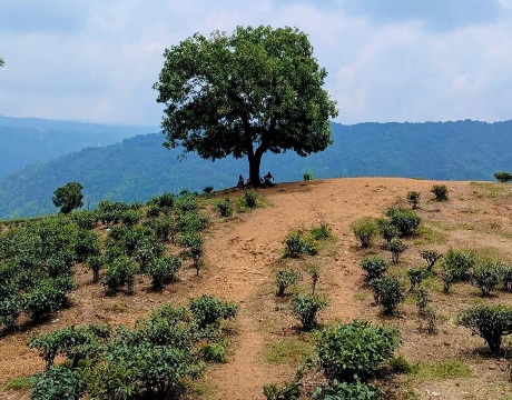 শ্রীপুর চা বাগান, জাফলং, সিলেট, বাংলাদেশ।