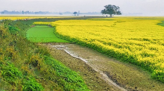 সরিষা ক্ষেতের সুন্দর দৃশ্য। রূপসী বাংলা সিরাজগঞ্জ, বাংলাদেশ।