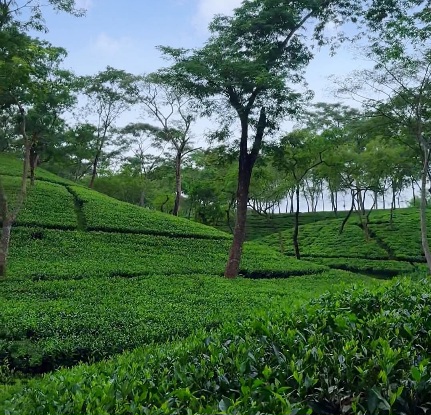 এখানে সবুজ শুধু রঙ না, একটা প্রশান্তির অনুভূতি।🌿